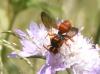 Nomada sp.
